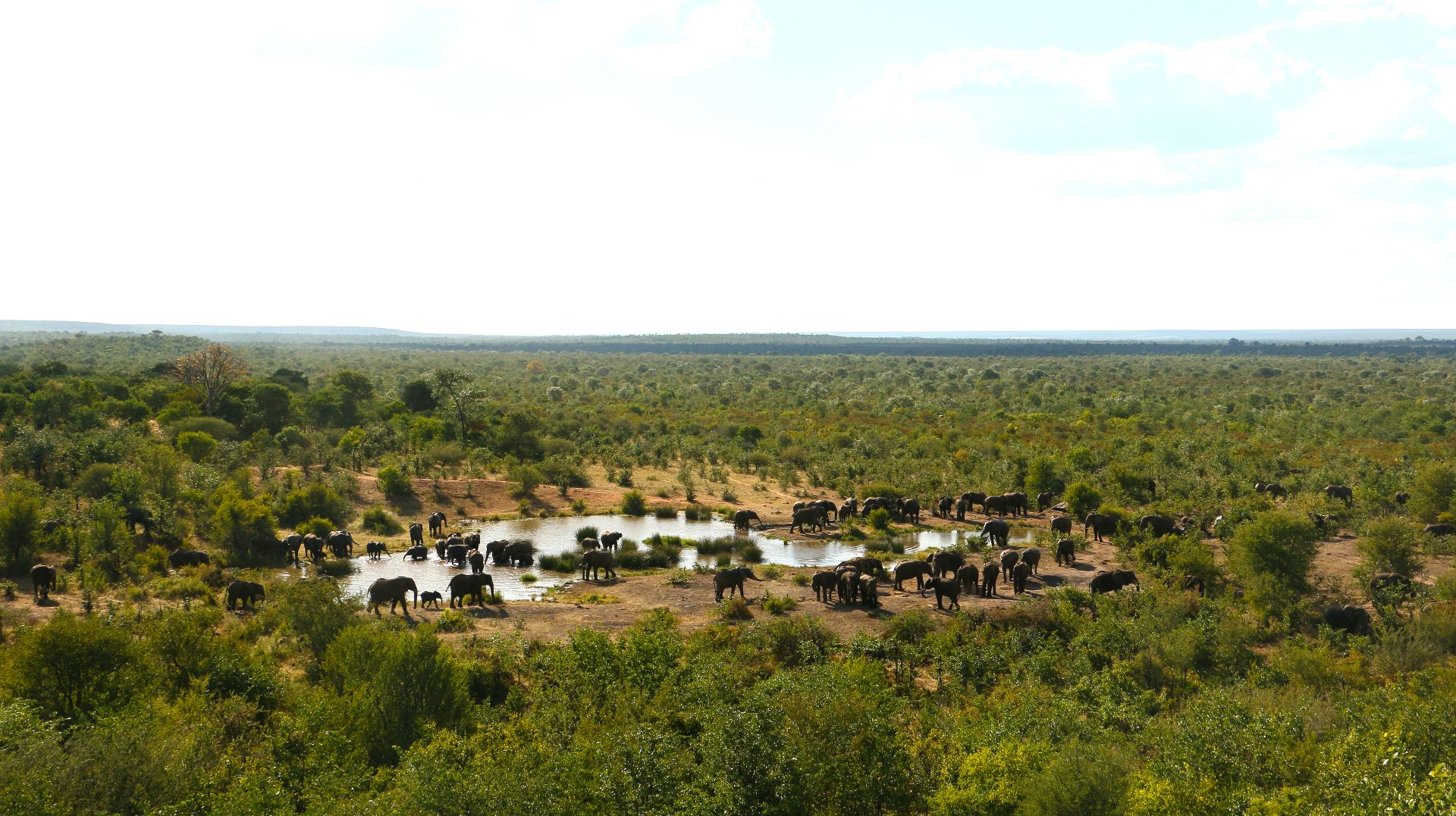 Wildlife at the watering hole